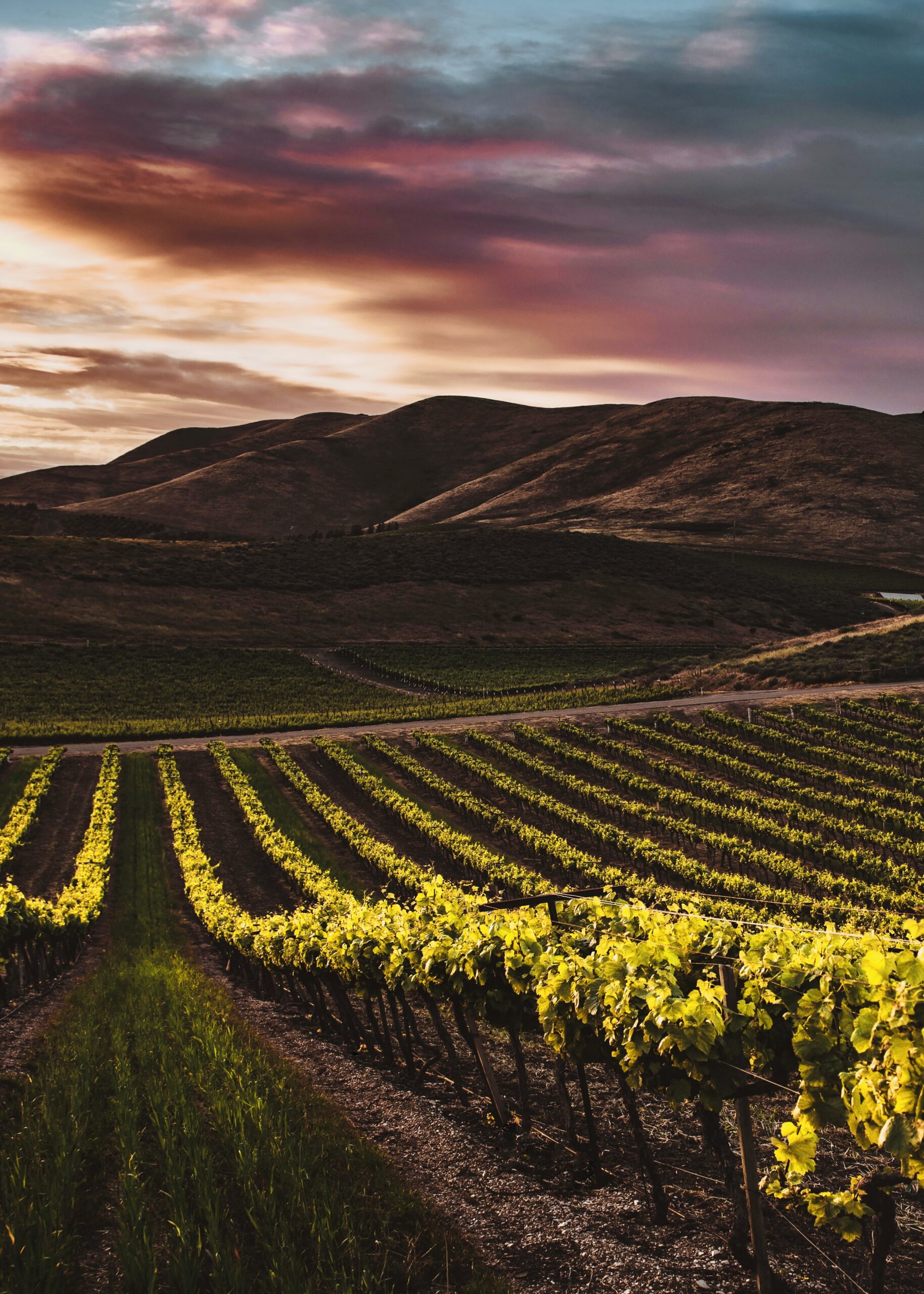Nerello Mascalese vineyard