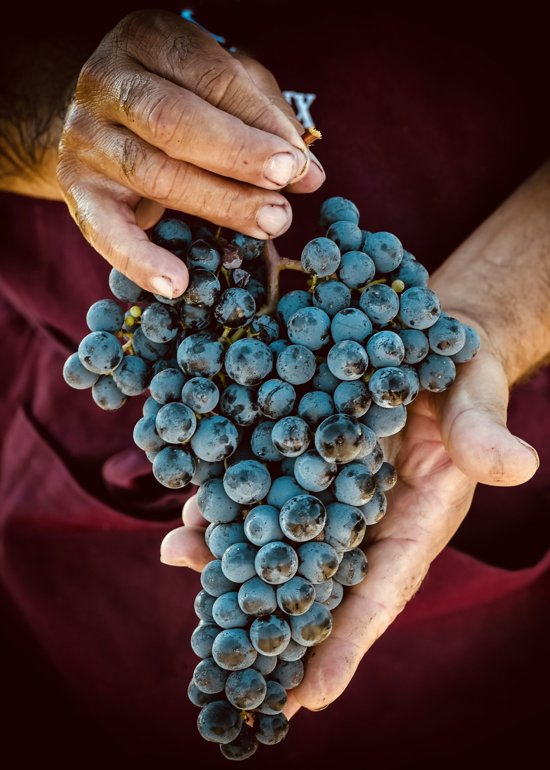Grape Nerello Mascalese